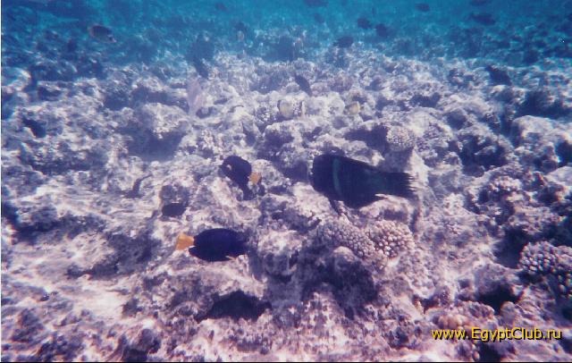 ��� ��� ����������