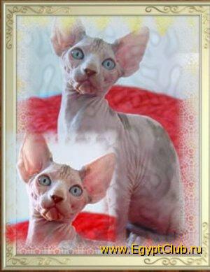 �������� ���� ���������