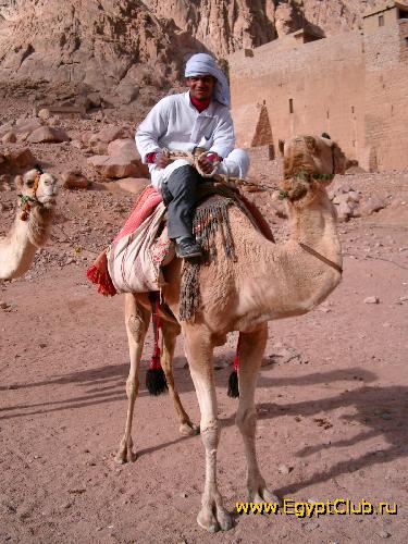 ������ ��������