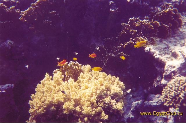 ������ ������