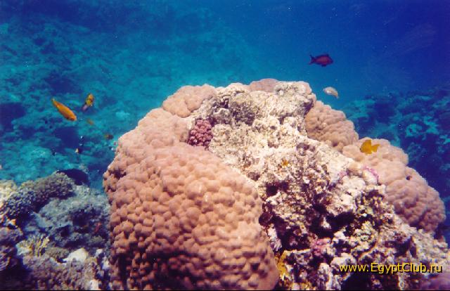 ��������� ���