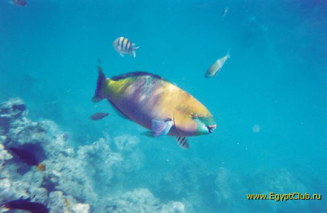 ����-�������