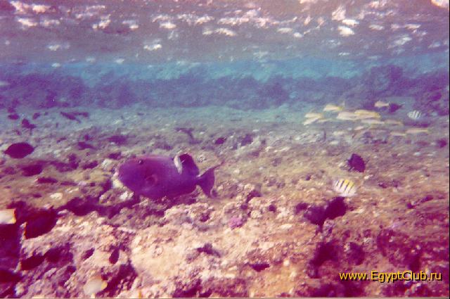 ���������� �����