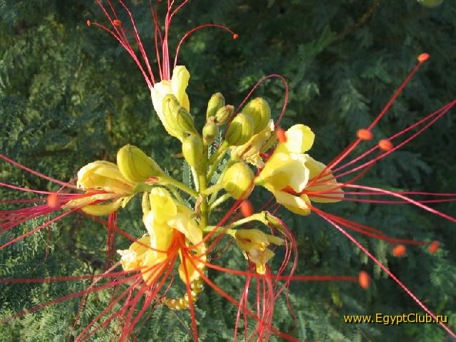 �������-������� ����