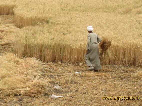 ���� ������