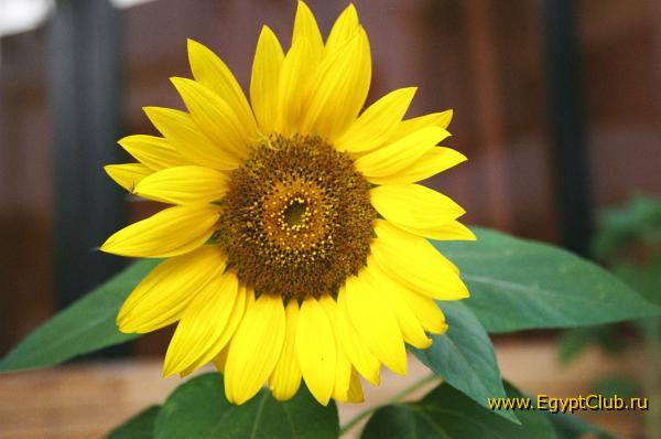 ���������� ���������