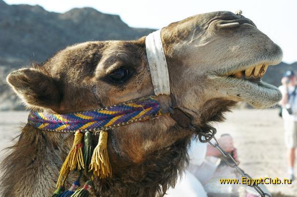 ��������, ��� �������!