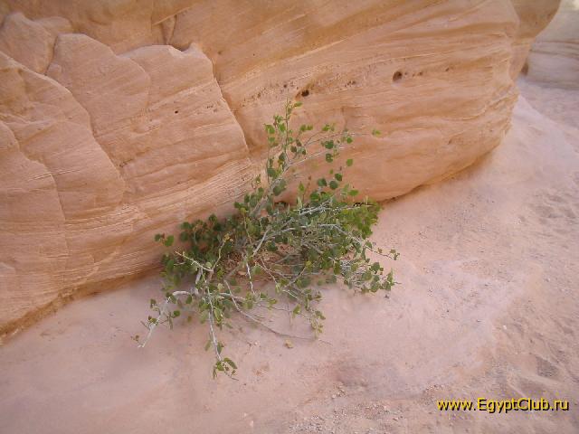 ����� � ������