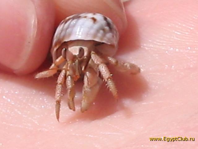 ������� :)