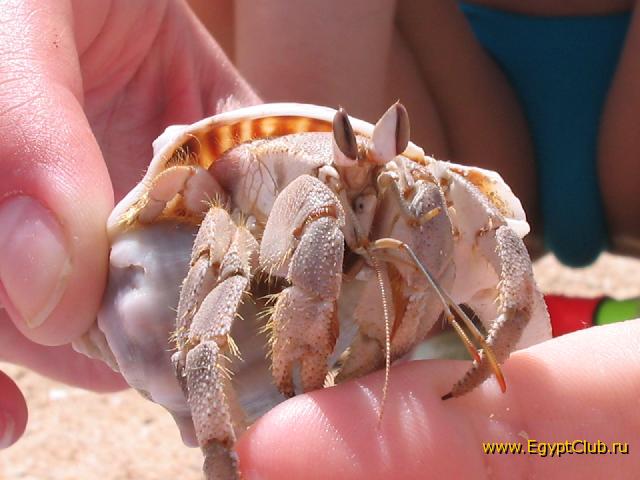 ������� ����