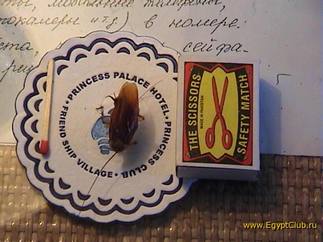 ��� �����������