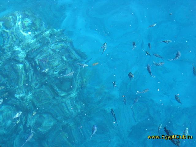 ������� �����