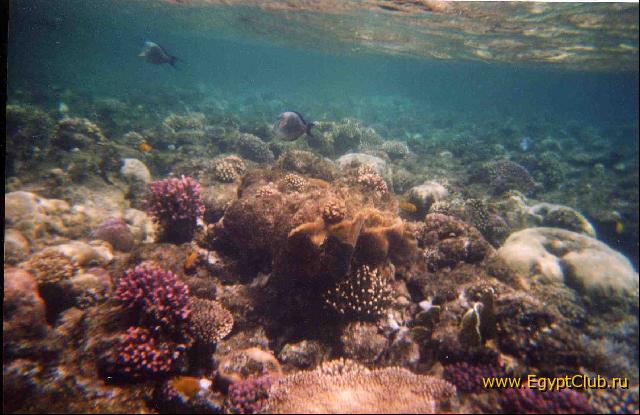 ��������� ���