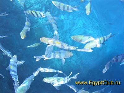 ��� � �������:)