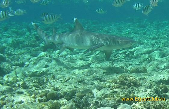 ��� ����� Hyatt ����