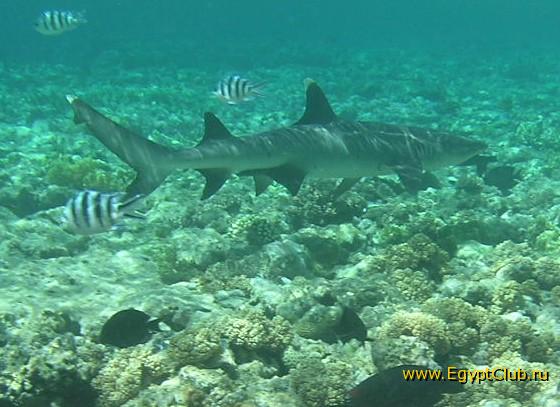 ��� ����� Hyatt ����