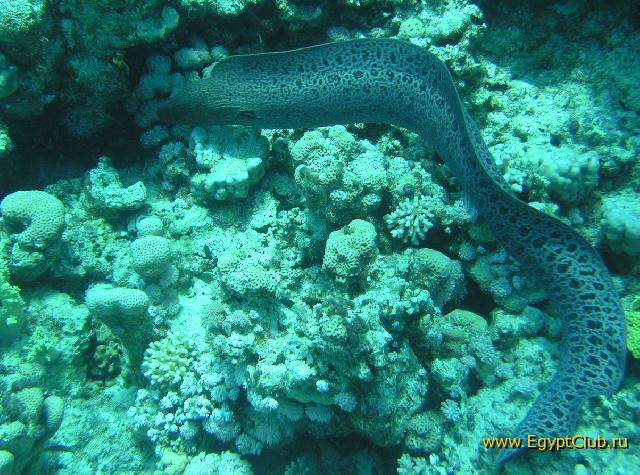 ��� ����� Hyatt ����