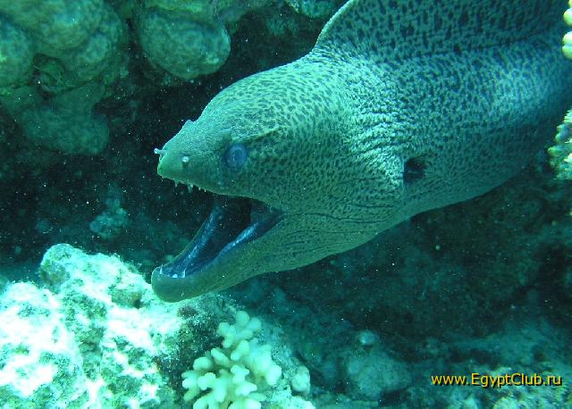 ��� ����� Hyatt ����