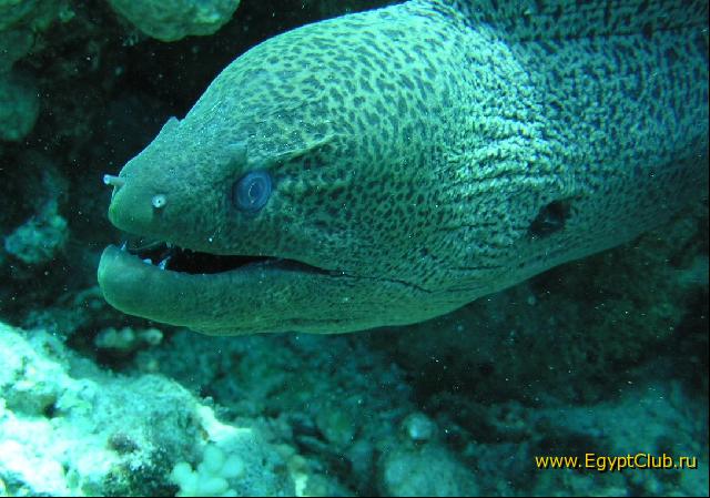 ��� ����� Hyatt ����