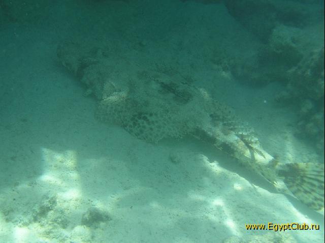 ��� ���� Hyatt ����