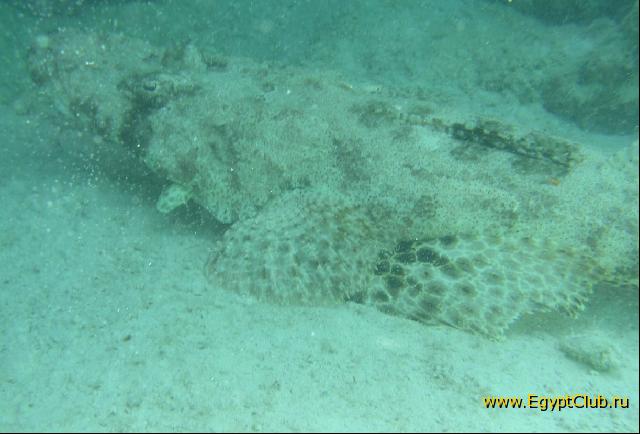 ��� ����� Hyatt ����