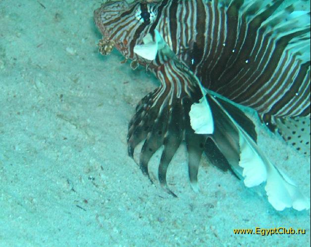 ��� ����� Hyatt ����