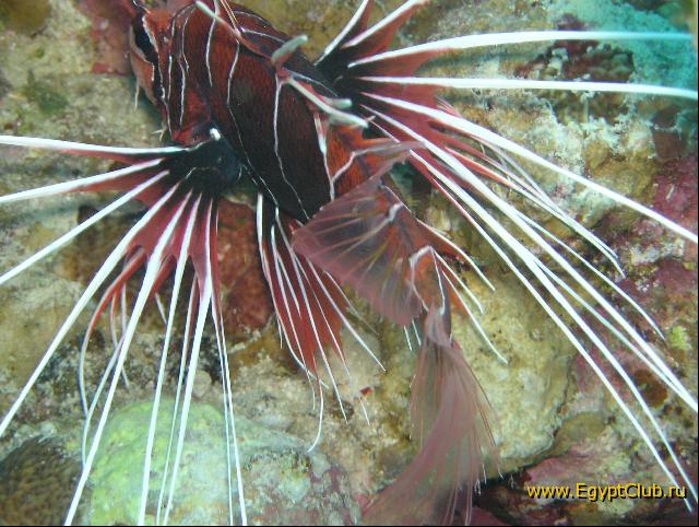 ��� ����� Hyatt ����