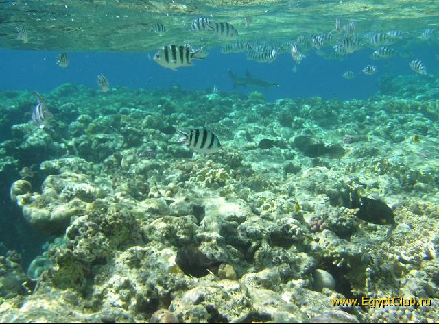 ��� ����� Hyatt ����