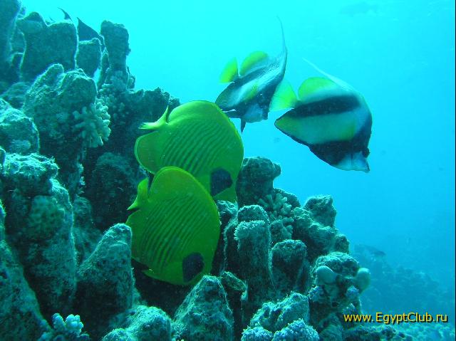 ��� ����� Hyatt ����