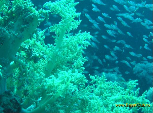 ��� ����� Hyatt ����