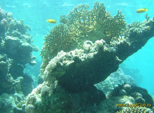 ��� ����� Hyatt ����