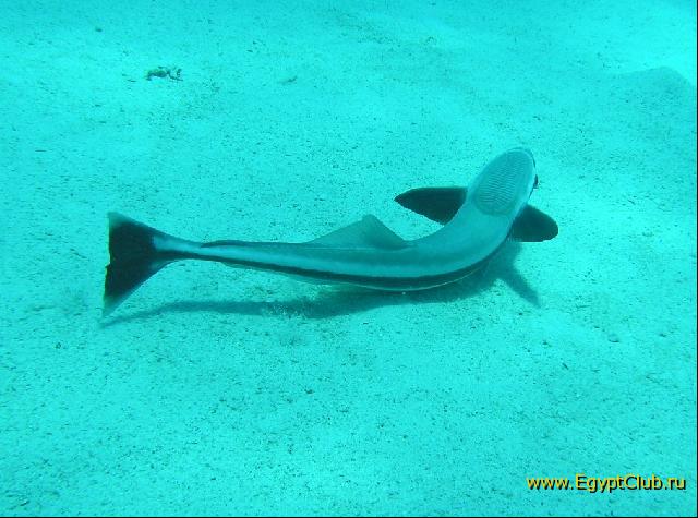 ��� ����� Hyatt ����