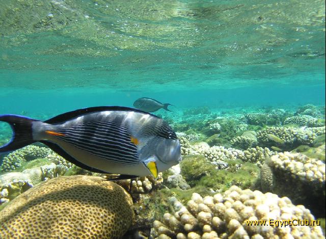 ��� ����� Hyatt ����