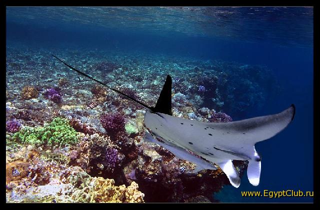 ����� �����