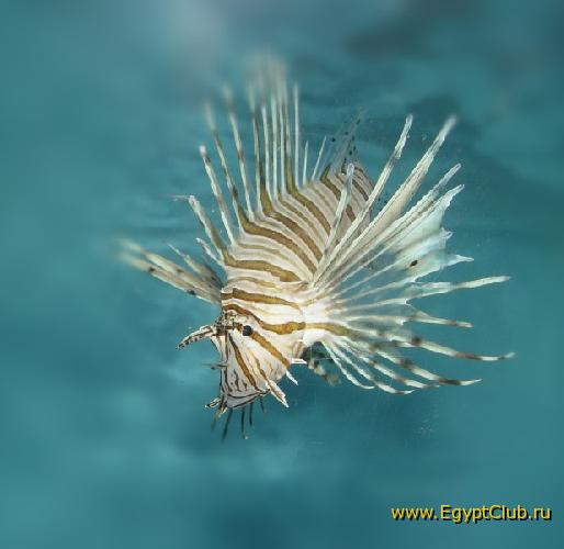 ������ �������� ����-��������