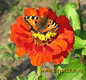 ���������� �� �������� ����