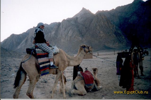 � ��������