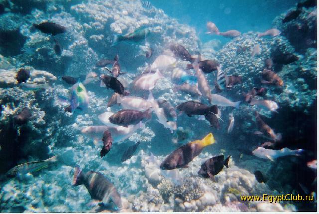 ����� ����� ���