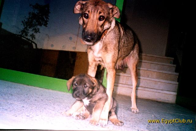 ���������� �������