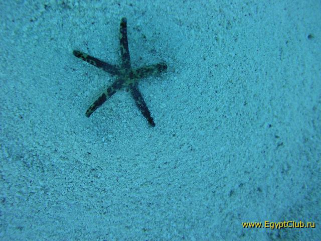 ������� ���������