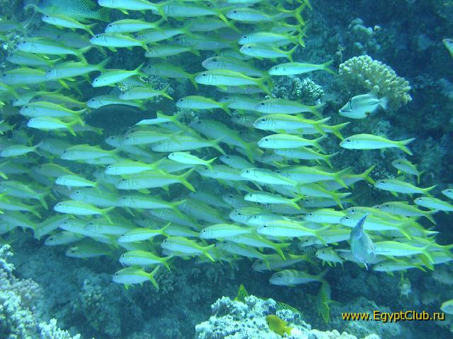 ����-�������