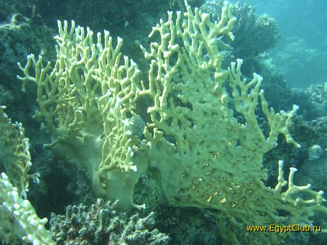 ������ �������