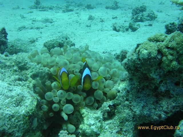 � ������� ����