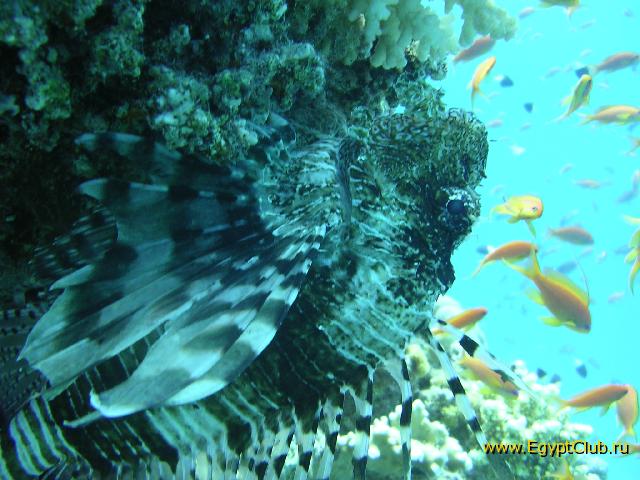 ������ ��������