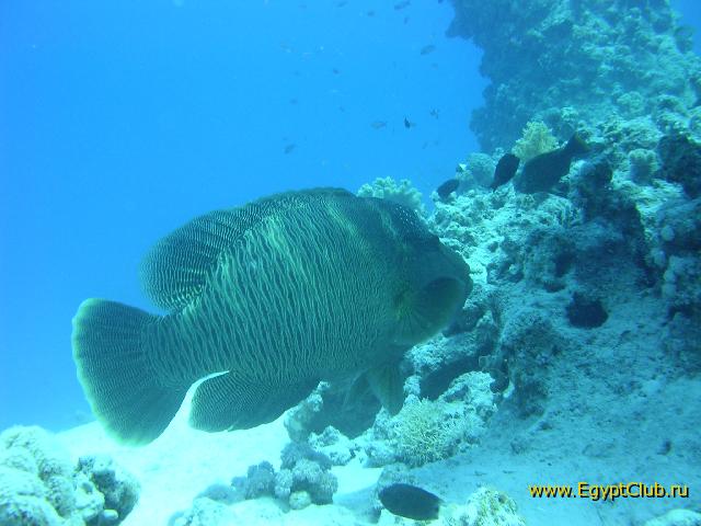 ��������� �����������