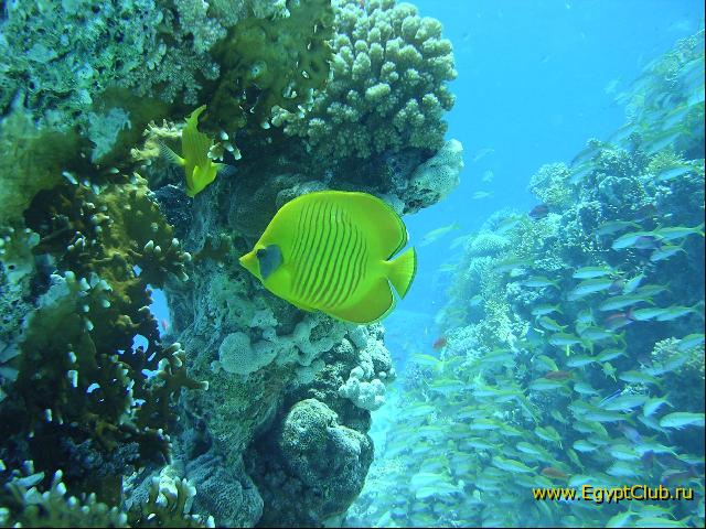 �������� �������