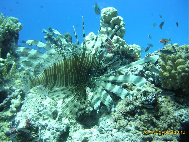 �����-��������