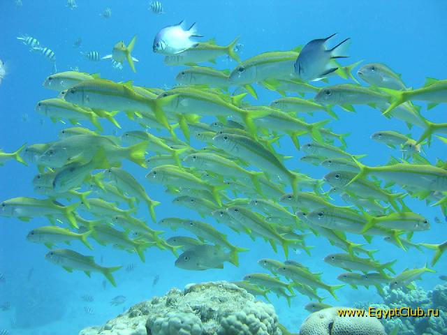 ������ ��������