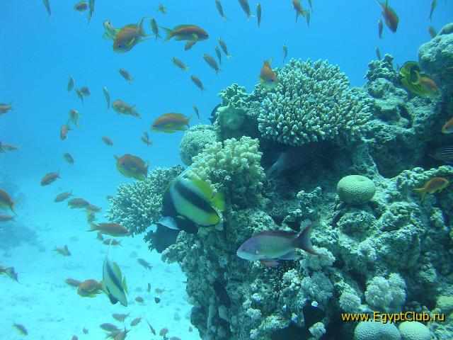 � ��� ���� ��������� �����