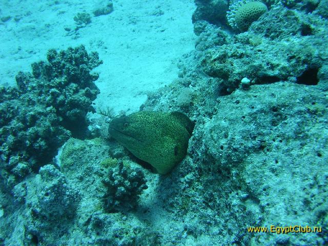 ���������� ������